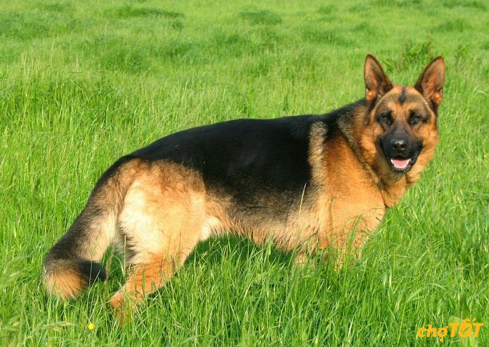 377 chó Becgie thuần chủng trung thành giá rẻ 2025