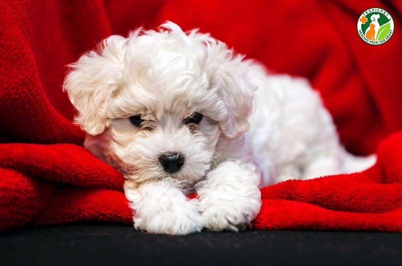 Gợi ý 10+ giống chó lông xù ngộ nghĩnh được ưa chuộng nhất