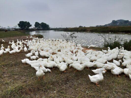 Cập nhật giá gia cầm mới nhất hiện nay, chợ đầu mối giá bao nhiêu?