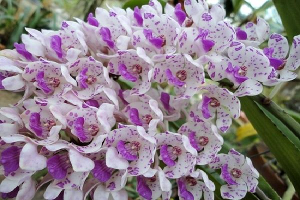 Hoa Lan Tai Trâu: Cách trồng và kích rễ cho Lan Đai Châu