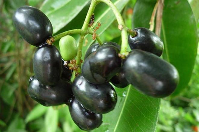 Trái trâm bầu "bỗng dưng" trở thành đặc sản với giá 50.000 đồng/kg