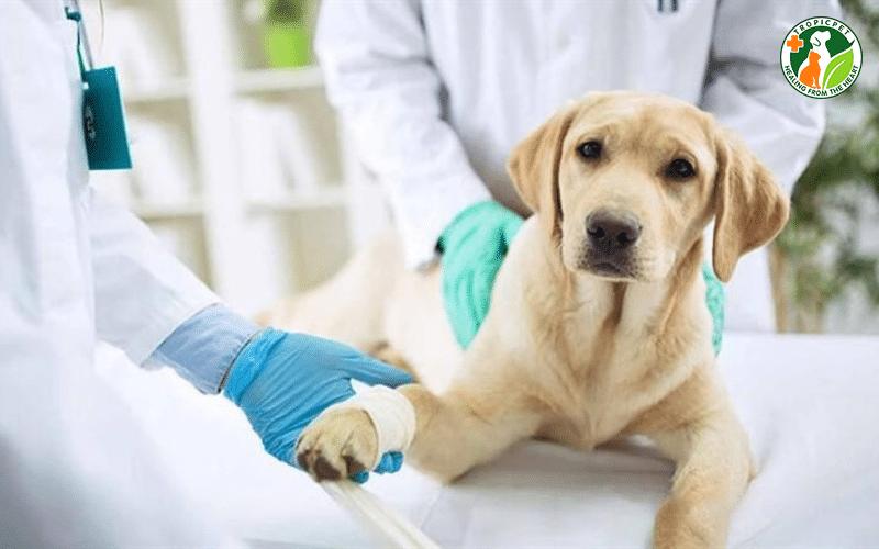 Triệt sản chó đực và những điều cần biết