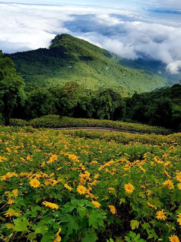 Hướng dẫn tham quan mùa hoa Dã Quỳ tại Vườn quốc gia Ba Vì năm 2022