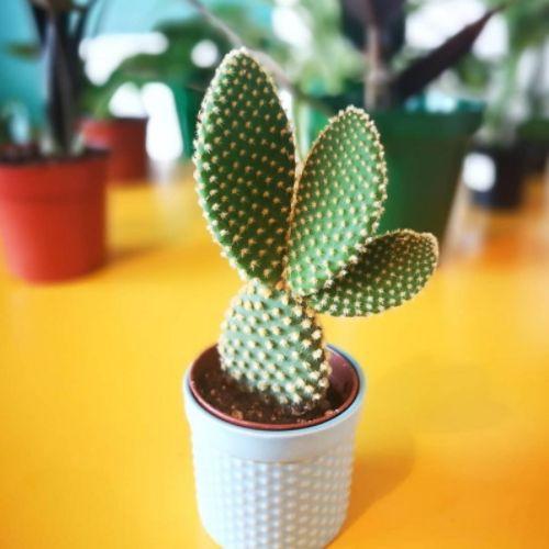 Cách trồng và chăm sóc xương rồng tai thỏ “siêu đáng yêu”