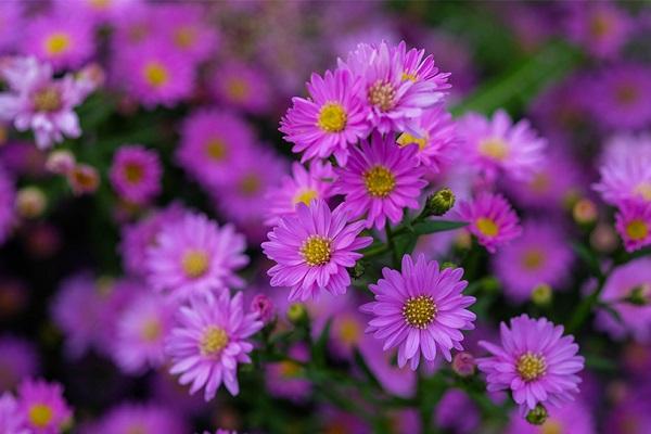 Ý nghĩa Hoa Thạch Thảo theo các nền văn hóa và màu sắc