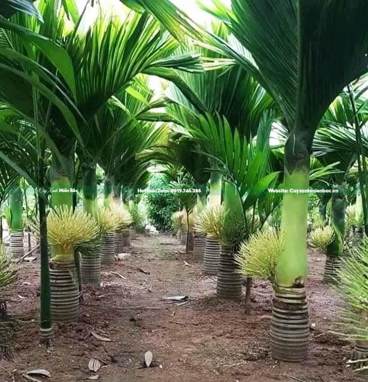 Cây Cau Lùn