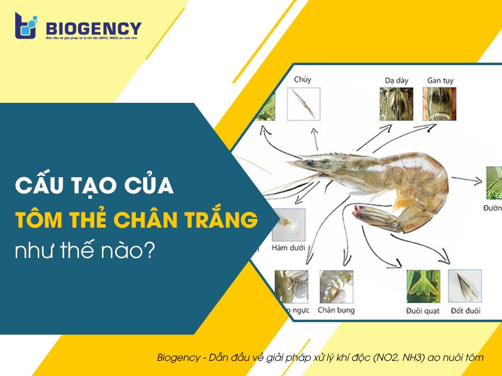 Cấu tạo của tôm thẻ chân trắng như thế nào?