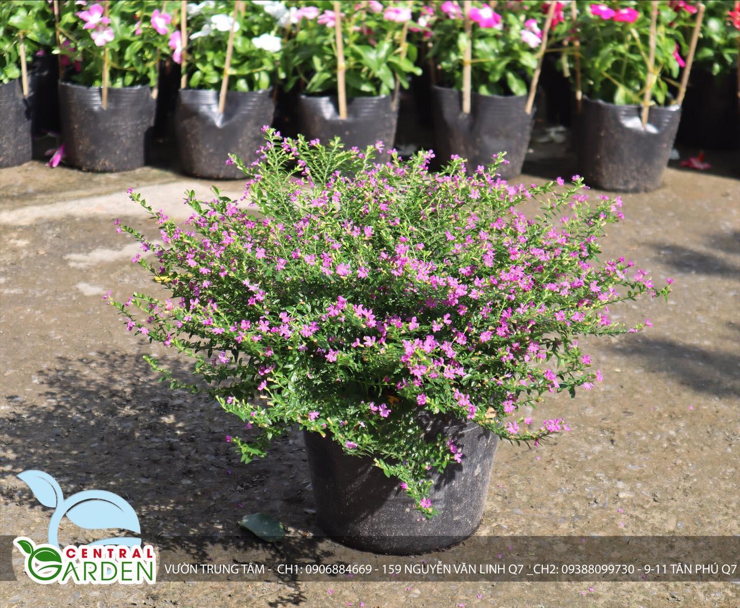 Top 10+ Cây Bụi Công Trình Đẹp Được Ưa Chuộng Nhất Ngày Nay