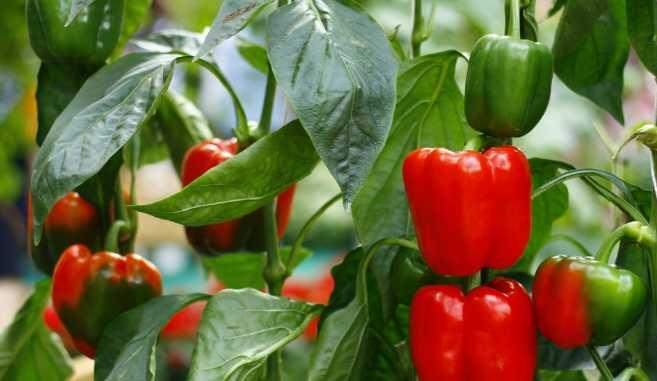 Quy trình 1 số kỹ thuật trồng và chăm sóc cây ớt chuông ( ớt ngọt )