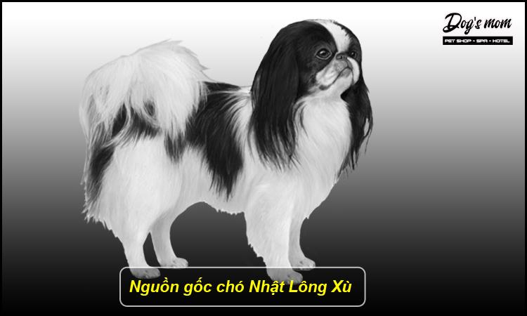Cách chăm sóc chó Nhật lông Xù và các giống chó nhật lai phổ biến