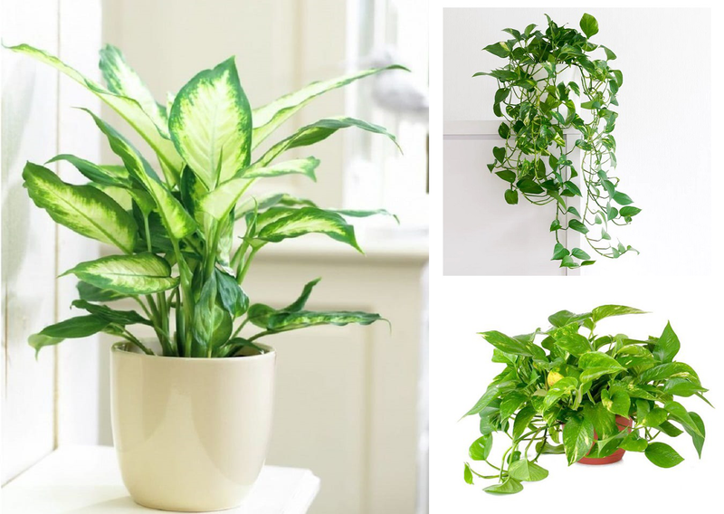 Cây vạn niên thanh và cây ngọc ngân phân biệt như thế nào?