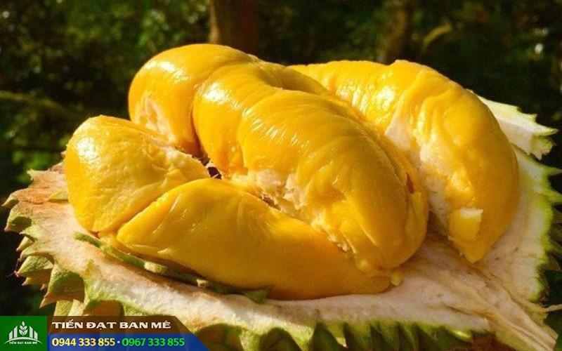 Cây giống sầu riêng Ri6