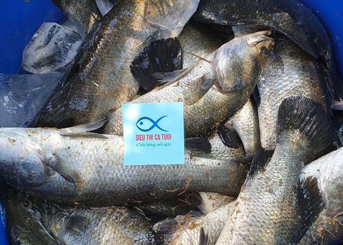 Cá giống Trường phát - TP AQUA GROUP