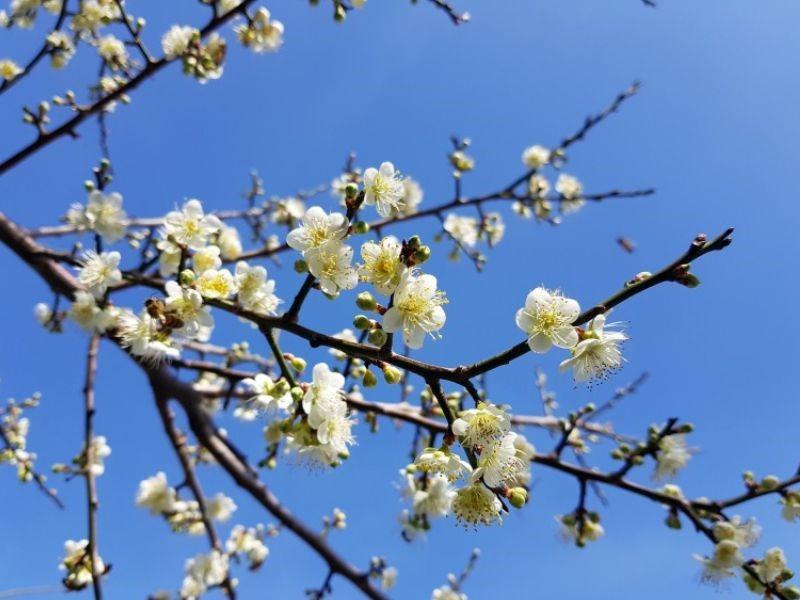 Hoa hạnh Trung Quốc: Ý nghĩa của loài hoa hạnh xứ Trung