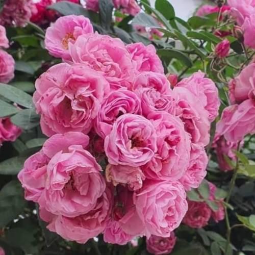 Tầm xuân là cây gì? Cách trồng nhanh cho hoa nhất