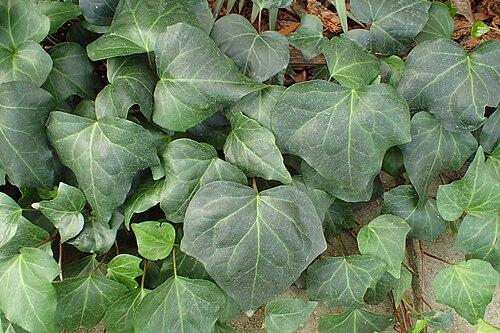 Hedera