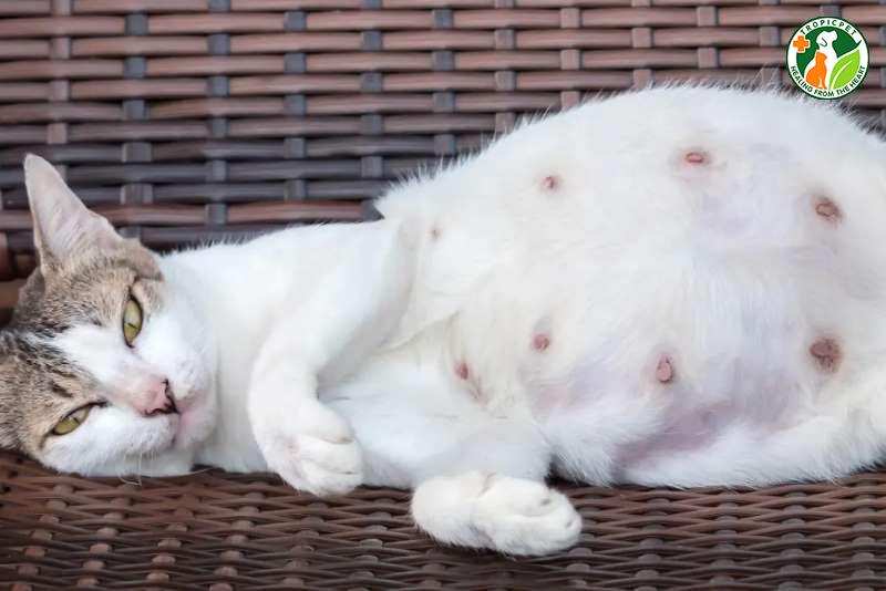 Nhận biết dấu hiệu mèo sắp đẻ và cách chuẩn bị chu đáo