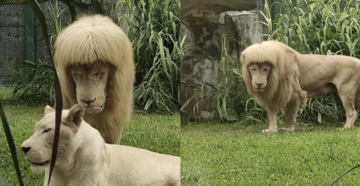 Sư tử đực gây chú ý vì "kiểu tóc" kỳ lạ