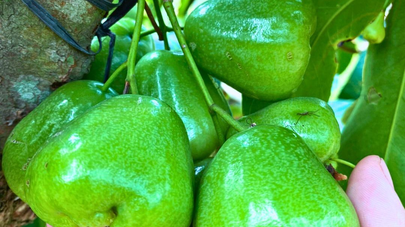 Bật mí các công dụng hiệu quả của mận xanh đường đối với sức khỏe