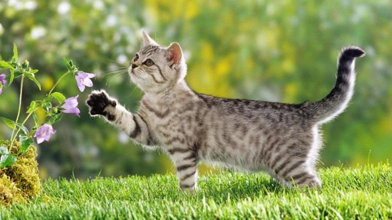 Tải ảnh mèo ngầu làm hình nền điện thoại: Đẹp, Cute và Ngầu
