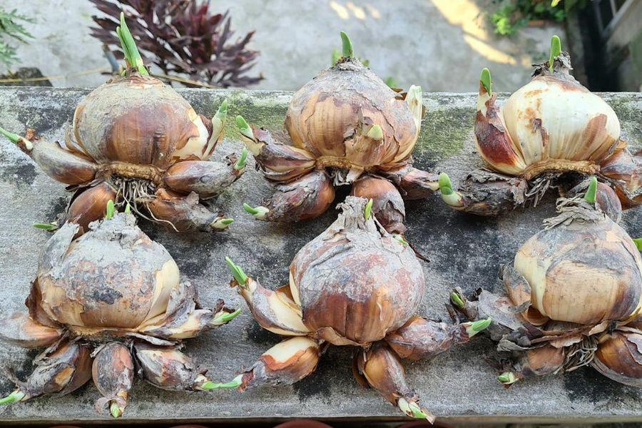 Hướng dẫn cách trồng hoa thủy tiên trong nước đơn giản tại nhà