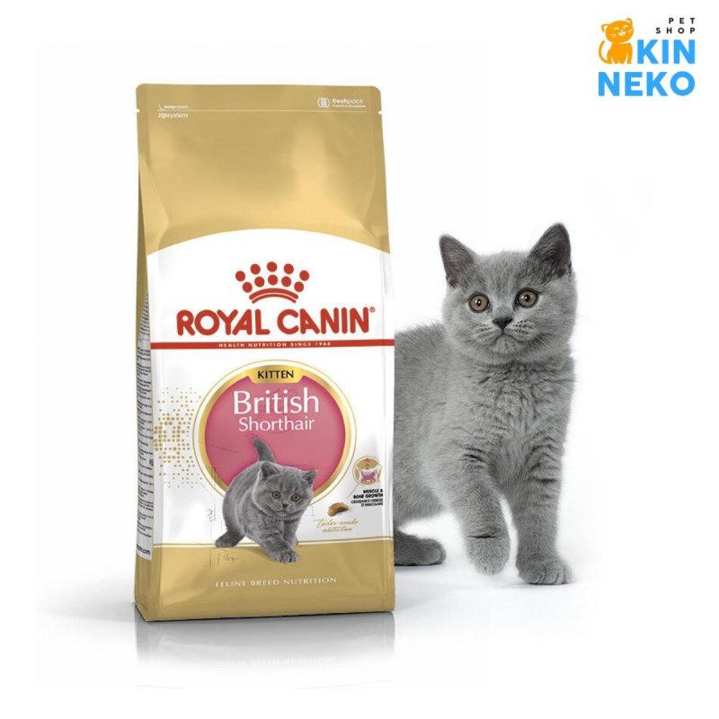 Thức ăn cho mèo Anh Lông Ngắn Royal Canin Kitten