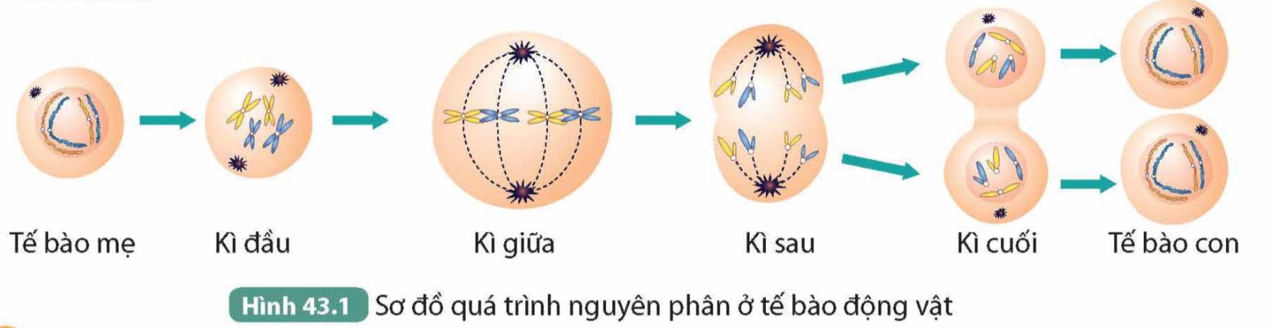 Lý thuyết Nguyên phân và giảm phân - Khoa học tự nhiên 9 Kết nối tri thức