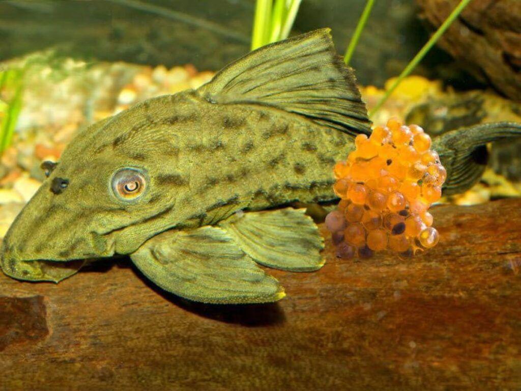 Trứng cá lau kiếng: bạn có biết chúng có độc không?