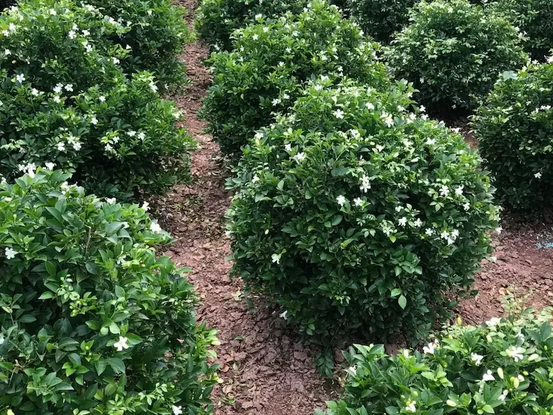 Cây Nguyệt Quế: Ý Nghĩa, Phân Loại, Giá Bán và Cách Chăm Sóc