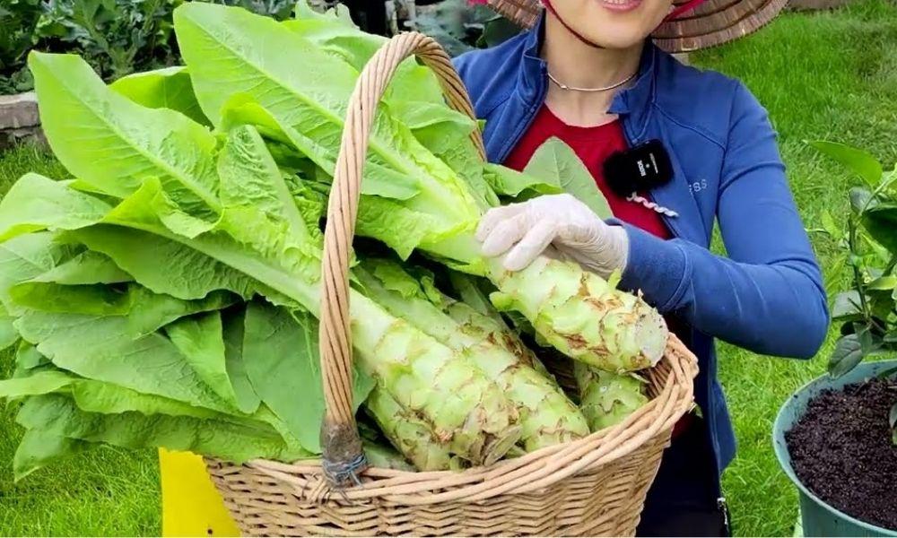 Rau tiến vua trồng ở đâu? Công dụng và kỹ thuật trồng