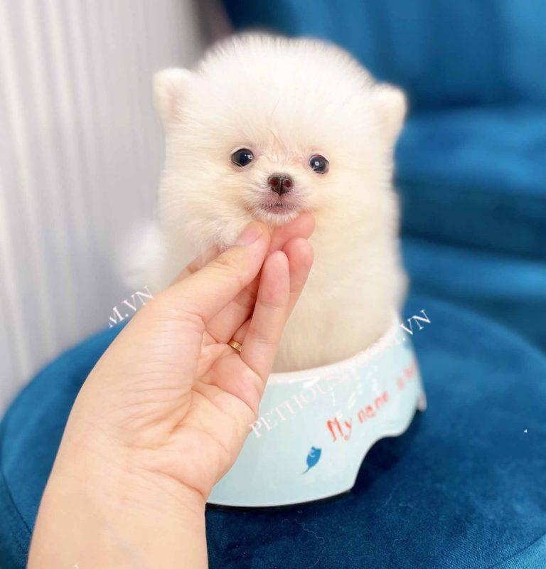 Chó phốc sóc có mấy size