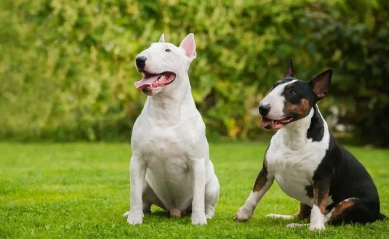 Chó sục bò (Bull Terrier): Đặc điểm, ngoại hình, tính cách và giá bán