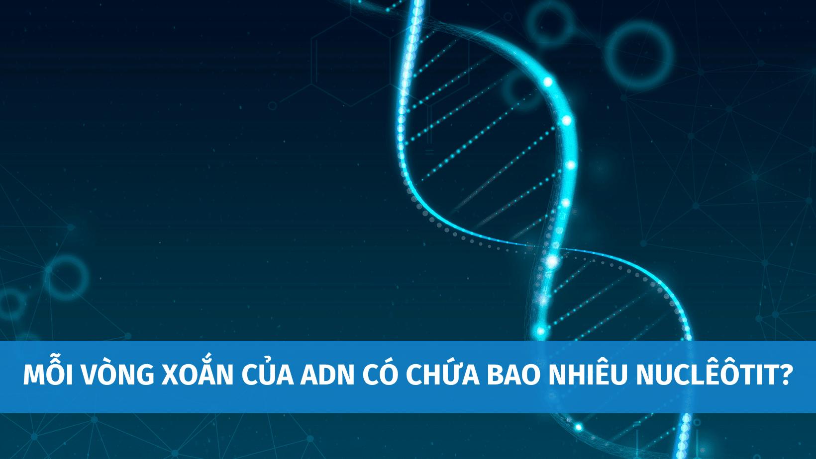 Hỏi Đáp: Mỗi Vòng Xoắn Của ADN Có Chứa Bao Nhiêu Nuclêôtit?