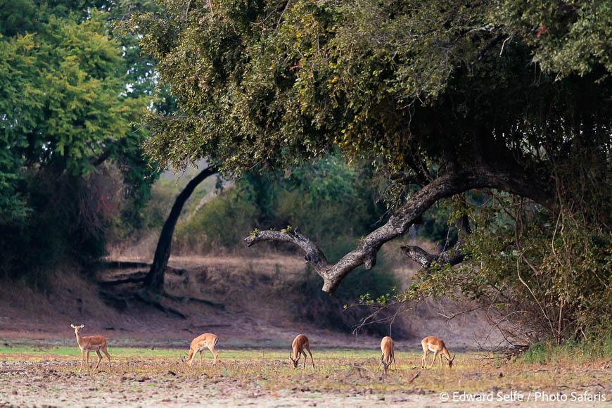 Photo Safari Report: Bespoke Two Valleys | Jul/Aug 2023