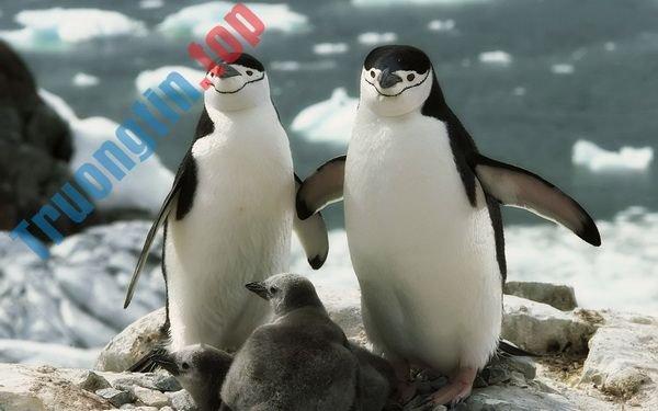 Những hình nền động vật dễ thương, ngộ nghĩnh và hài hước nhất