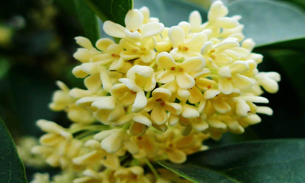 Ý nghĩa của hoa Mộc Trà và công dụng trà hoa Mộc (Quế hoa)