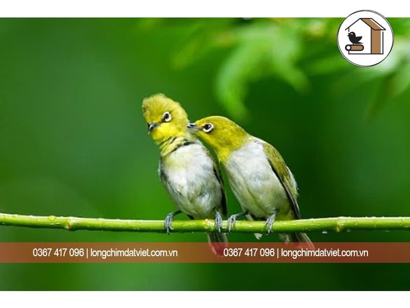 Những điểm khác biệt giữa vành khuyên mái và vành khuyên trống
