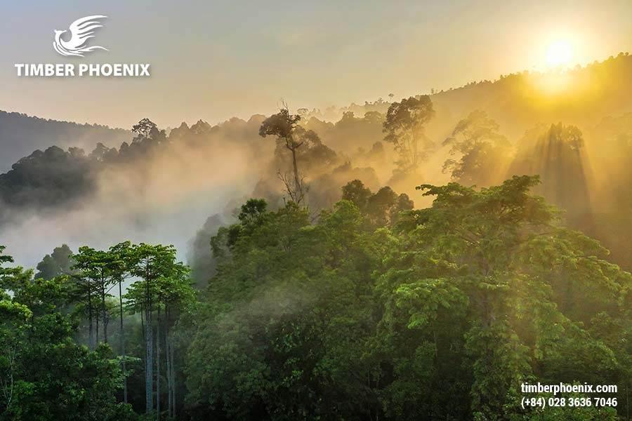 Có bao nhiêu loại rừng? Đâu là những cách để phân loại rừng phổ biến?