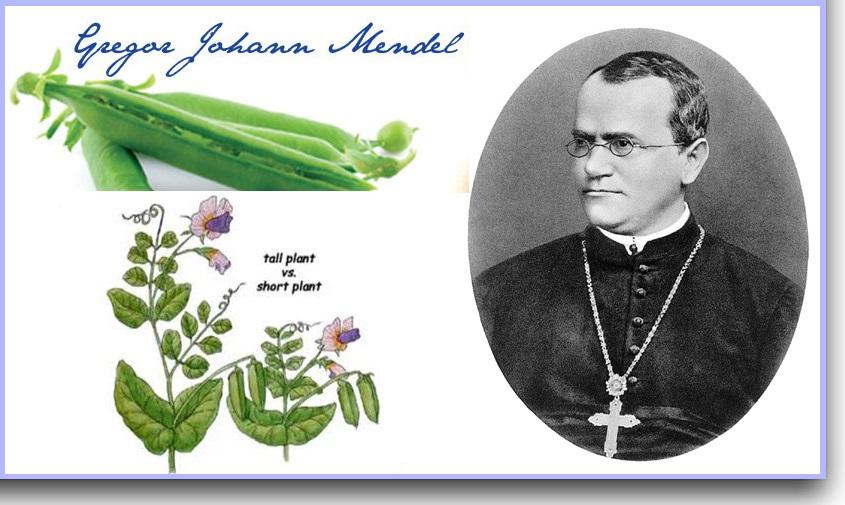 Nội dung chính Sinh học 9 Chân trời bài 36: Các quy luật di truyền của Mendel