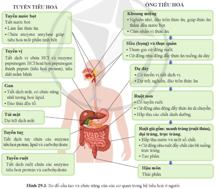 Bài 29. Dinh dưỡng và tiêu hóa ở người trang 137, 138, 139, 140, 141, 142 SGK Khoa học tự nhiên 8 - Cánh diều