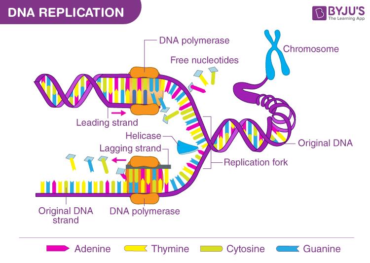 Nội dung chính Sinh học 9 Chân trời bài 39: Quá trình tái bản, phiên mã và dịch mã