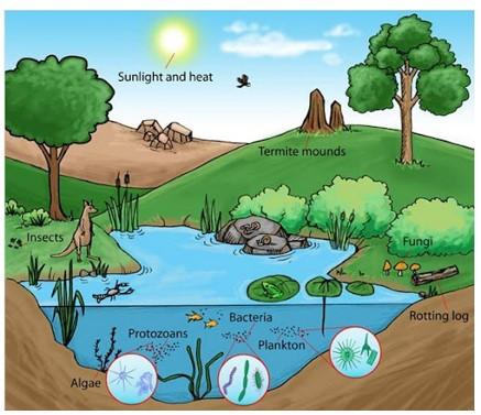 Sinh học 9 Bài 51-52: Thực hành: Hệ sinh thái