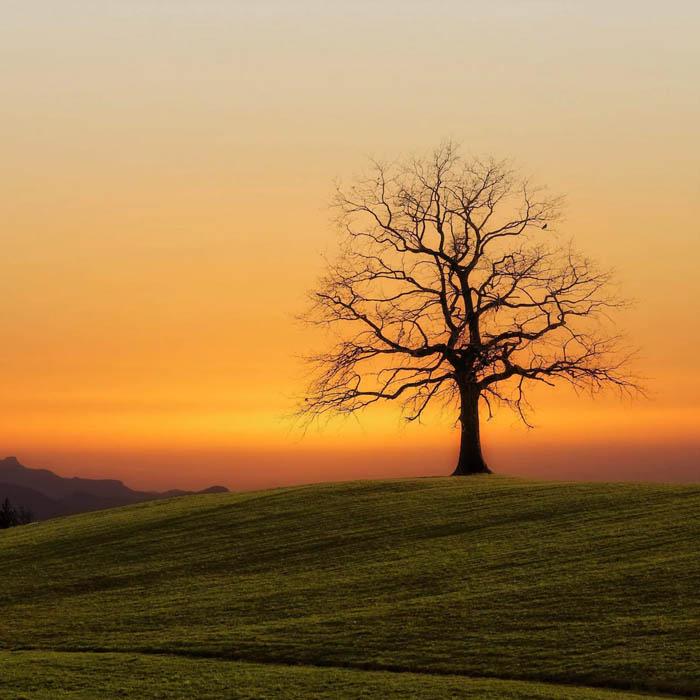 Avatar Phong Cảnh – “Thiên Đường” Thu Nhỏ Cho Hình Đại Diện