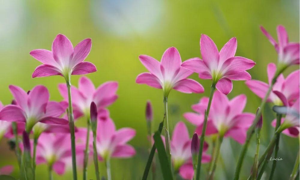 Cây tóc tiên: Đặc điểm, công dụng và cách trồng