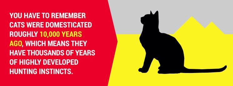 Top Cat Breeds for Catching Mice