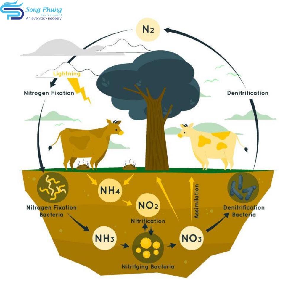 Vi khuẩn Amon Hoá là gì? Đặc điểm và tầm quan trọng trong xử lý nước