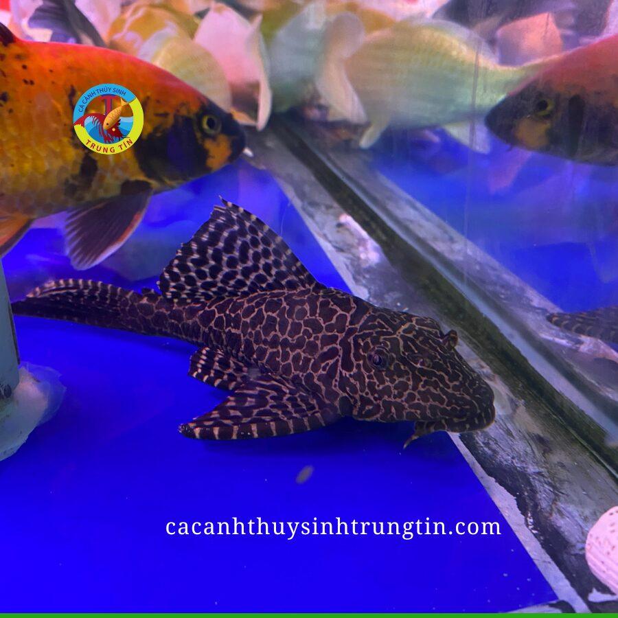 Cá Lau Kiếng Da Beo