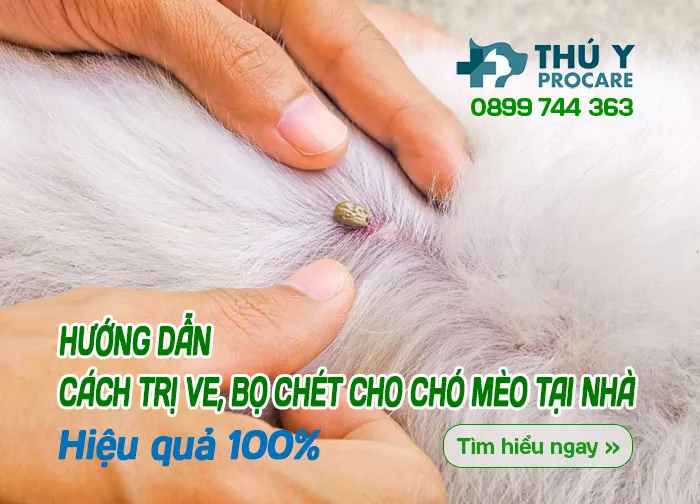 Hướng dẫn cách trị ve, bọ chét cho chó mèo tại nhà – Hiệu quả 100%