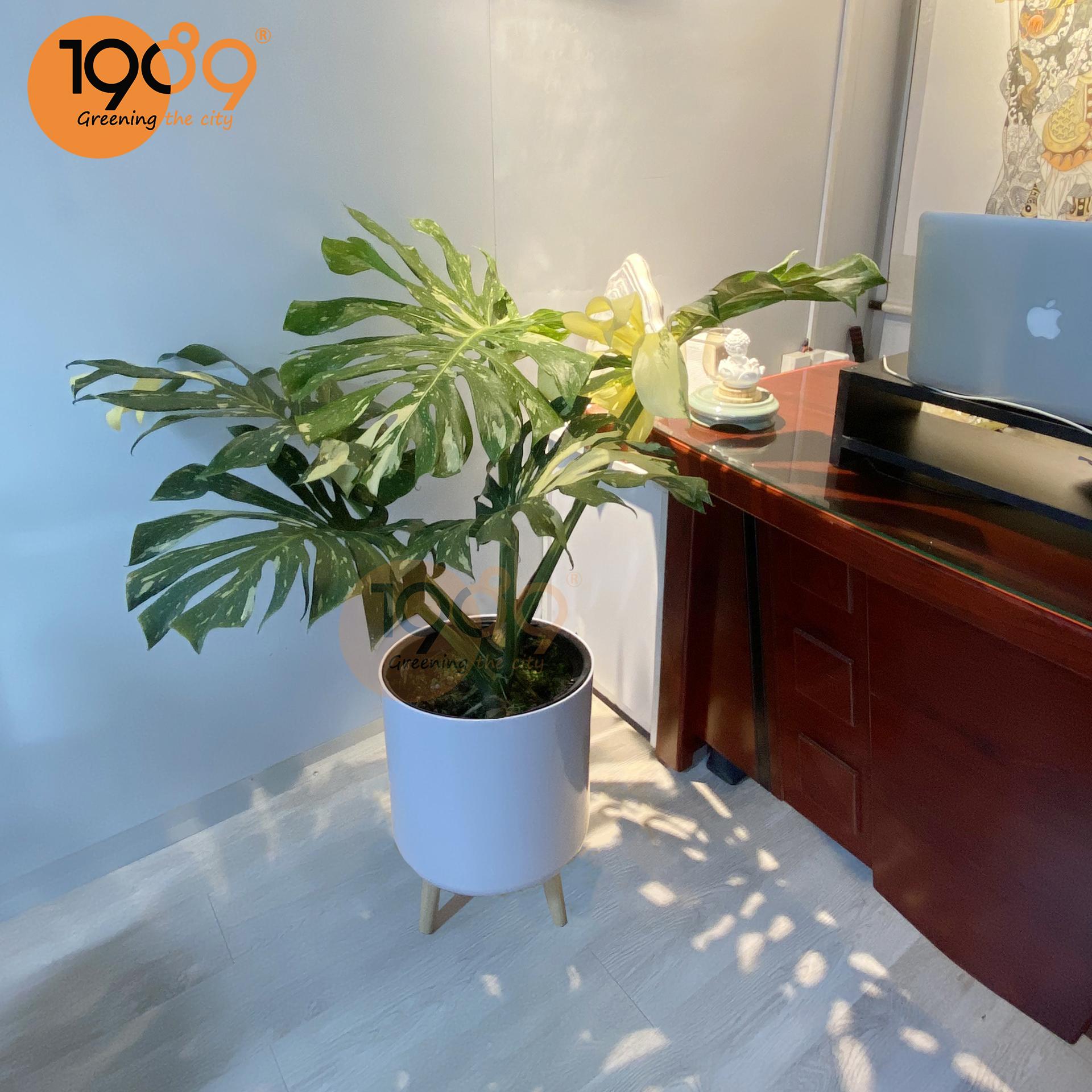 Cây Trầu Bà Nam Mỹ