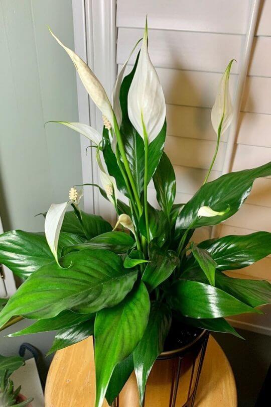 Cây lan ý hợp mệnh gì, tuổi gì? Ý nghĩa cây lan ý trong phong thủy